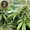 Blimburn Seeds Gelato, feminizovaná