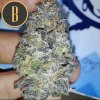 Blimburn Seeds Gelato, feminizovaná
