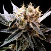 DNA Genetics Sour Tangie feminizovaná