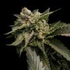 DNA Genetics Strawberry Sorbet feminizovaná