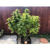 Blimburn Seeds Gorilla G4, feminizovaná