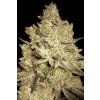 Paradise Seeds Jacky White, feminized, 3ks