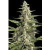 Paradise Seeds Pandora,  feminized autoflowering, VÝPRODEJ