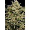 Paradise Seeds Vertigo, feminized autoflowering, 10ks