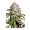 Dutch Passion CBD Auto Charlotte´s Angel feminizovaná autoflowering