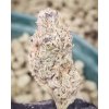 Dosidos x Purple Punch