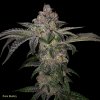 3 T.H.Seeds Pure Runtzy flower promo