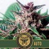 Blimburn Seeds Grizzly Purple Auto, feminizovaná autoflowering