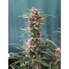 Blimburn Seeds Grizzly Purple Auto, feminizovaná autofloweringgpa1