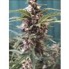 Blimburn Seeds Grizzly Purple Auto, feminizovaná autoflowering