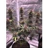 Blimburn Seeds Grizzly Purple Auto, feminizovaná autoflowering