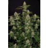 Paradise Seeds Opium, feminized, 3ks