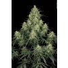Paradise Seeds Atomical Haze,  feminized, VÝPRODEJ