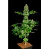 Paradise Seeds Jacky White, feminized, 10ks