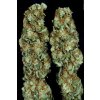 Paradise Seeds Icecream, feminized, 5ks