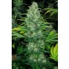 Paradise Seeds Icecream, feminized, 5ks