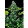 Paradise Seeds Icecream, feminized, 5ks