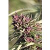 Paradise Seeds Sweet Purple, feminized, 10ks
