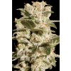 Paradise Seeds Belladonna,  feminized, VÝPRODEJ