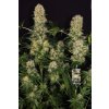 Paradise Seeds Belladonna,  feminized, VÝPRODEJ
