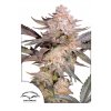 Orange Bud 2p0