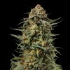 Gelato 45