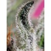 papaya zoap auto (1)