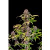 Fast Buds Lemon Cherry Cookies Auto, feminized autoflowering, 10ks