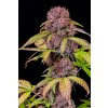 Fast Buds Lemon Cherry Cookies Auto, feminized autoflowering, 10ks