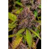 Fast Buds Lemon Cherry Cookies Auto, feminized autoflowering, 10ks