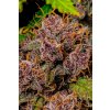 Fast Buds Lemon Cherry Cookies Auto, feminized autoflowering, 10ks