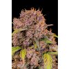Fast Buds Lemon Cherry Cookies Auto, feminized autoflowering, 10ks