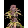 lemon cherry cookies auto