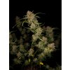 Fast Buds Guava Auto, feminized autoflowering
