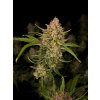 Fast Buds Guava Auto, feminized autoflowering, 10ks