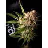 Fast Buds Guava Auto, feminized autoflowering, 10ks