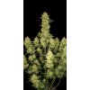 Fast Buds Guava Auto, feminized autoflowering