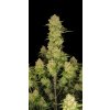 Fast Buds Guava Auto, feminized autoflowering, 10ks