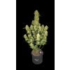 Fast Buds Guava Auto, feminized autoflowering, 10ks
