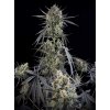 Fast Buds Pound Cake Auto, feminized autoflowering