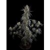Fast Buds Pound Cake Auto, feminized autoflowering