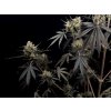 Fast Buds Pound Cake Auto, feminized autoflowering