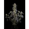 Fast Buds Pound Cake Auto, feminized autoflowering