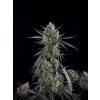 Fast Buds Pound Cake Auto, feminized autoflowering