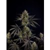 Fast Buds Pound Cake Auto, feminized autoflowering