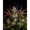 Fast Buds Apple Strudel Auto, feminized autoflowering