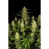 Fast Buds Papaya Cookies Auto, feminized autoflowering, 10ks