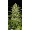 Fast Buds Papaya Cookies Auto, feminized autoflowering
