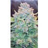 Fast Buds Papaya Cookies Auto, feminized autoflowering, 10ks