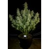 Fast Buds Papaya Cookies Auto, feminized autoflowering, 10ks
